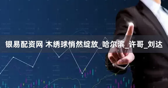 银易配资网 木绣球悄然绽放_哈尔滨_许哥_刘达