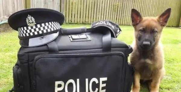 创利配资 警犬学校淘汰小狗，性格太佛系却找到新家，幸福生活超乎想象